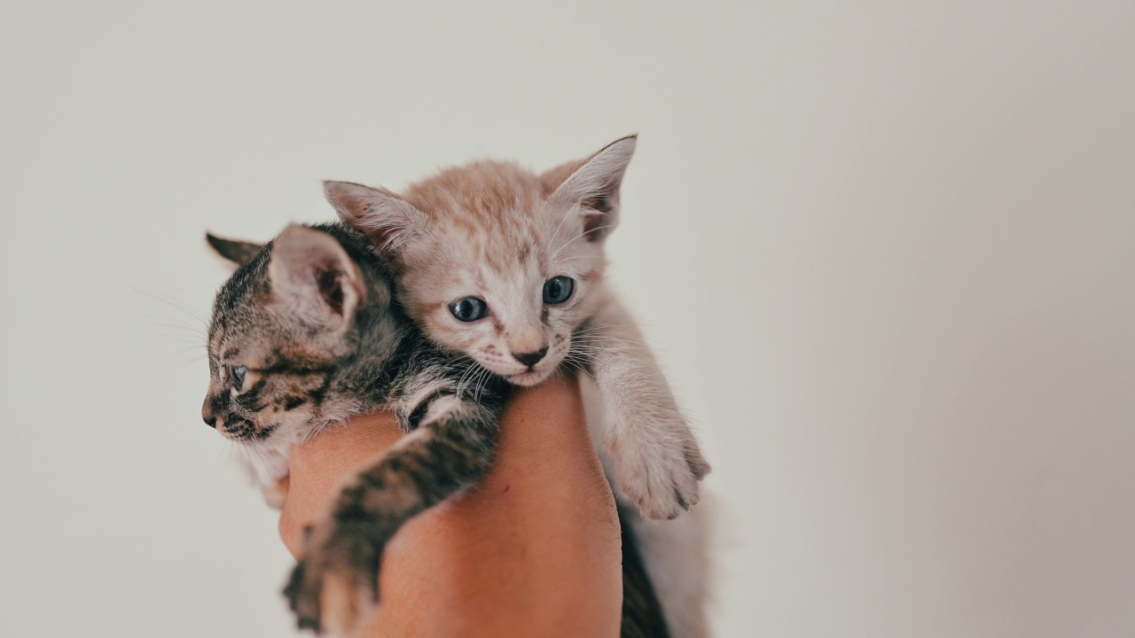 可爱的新生小猫。宠物爱好者的概念视频素材