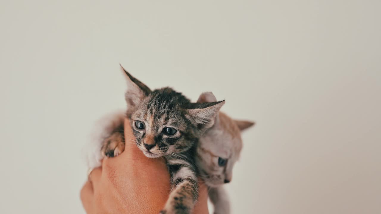 可爱的新生小猫。宠物爱好者的概念视频素材