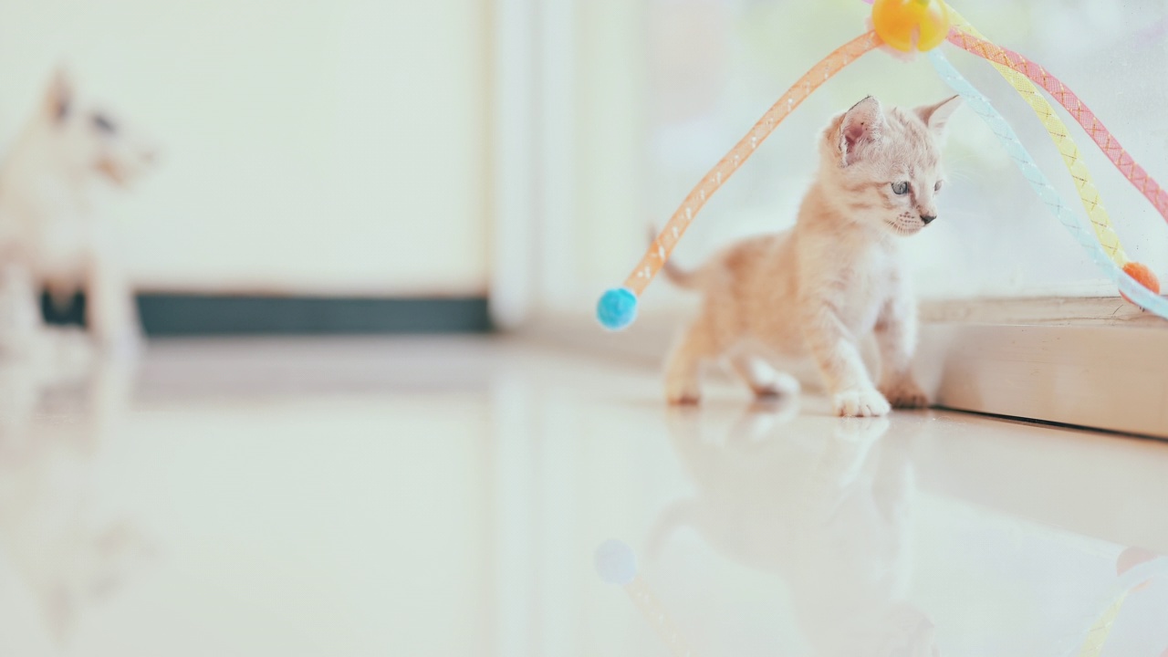 可爱的新生小猫。宠物爱好者的概念视频素材