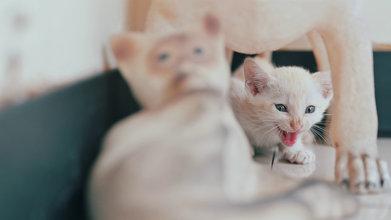 可爱的新生小猫。宠物爱好者的概念视频素材