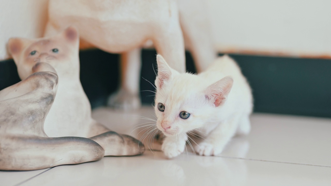 可爱的新生小猫。宠物爱好者的概念视频素材