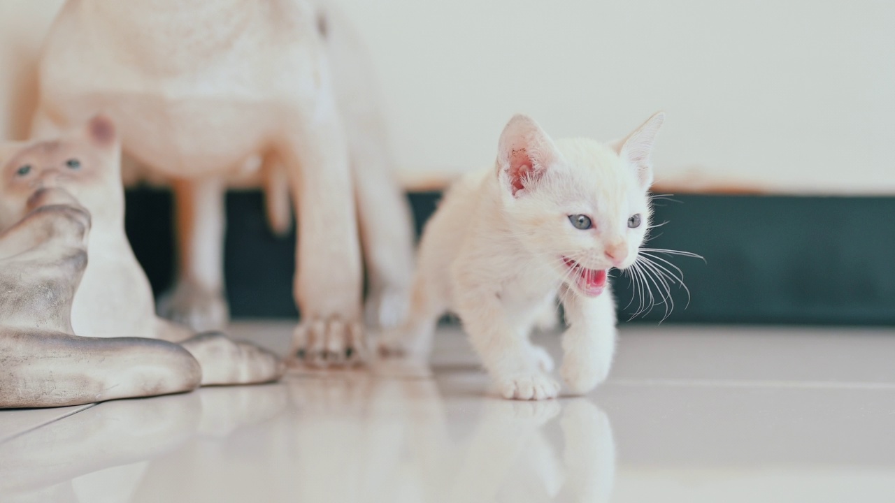 可爱的新生小猫。宠物爱好者的概念视频素材