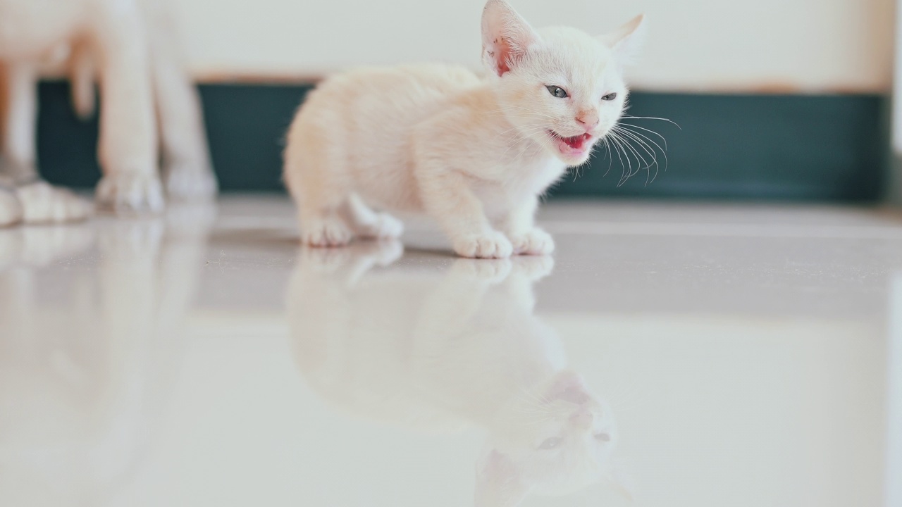 可爱的新生小猫。宠物爱好者的概念视频素材