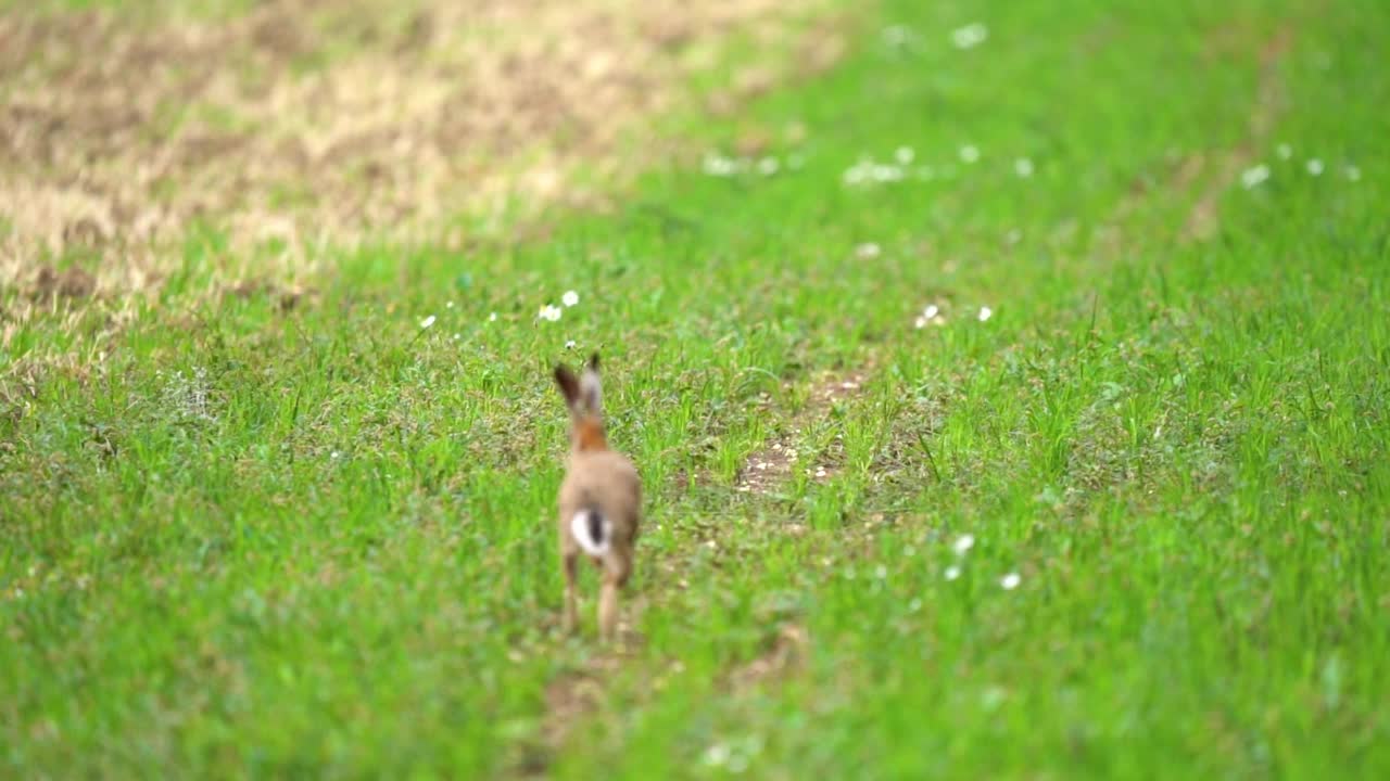 野兔跑过田野，远离镜头视频素材