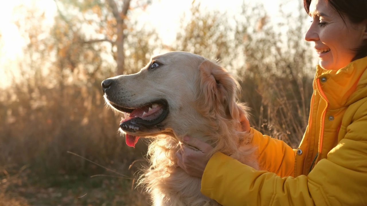 日落时分，女孩带着金毛猎犬视频素材