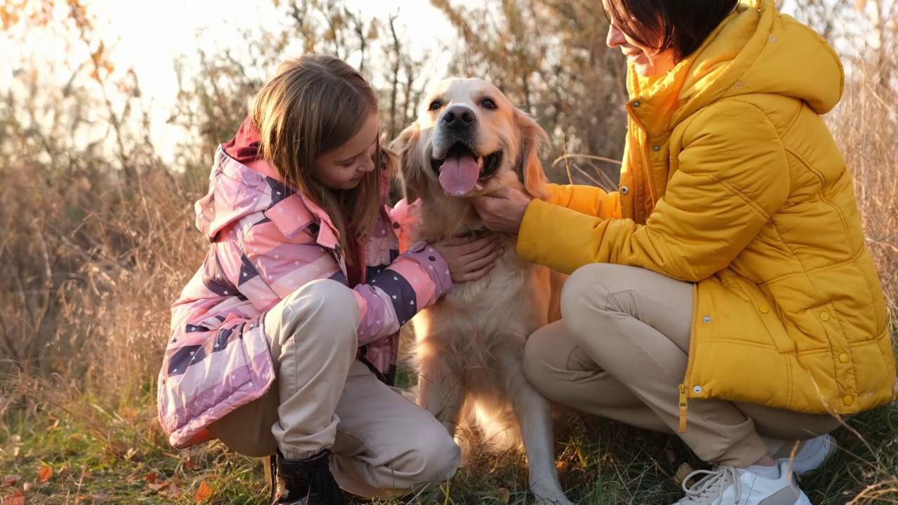 家庭与黄金寻回犬视频素材