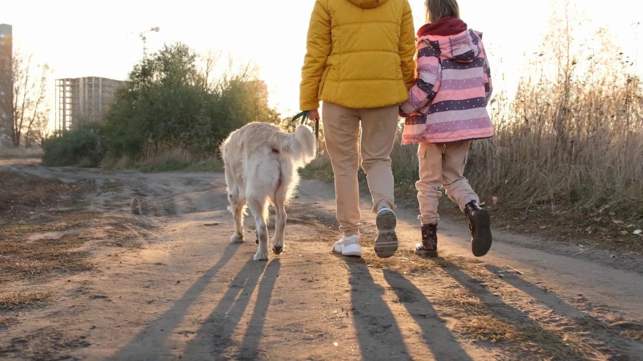 家庭与黄金寻回犬视频素材