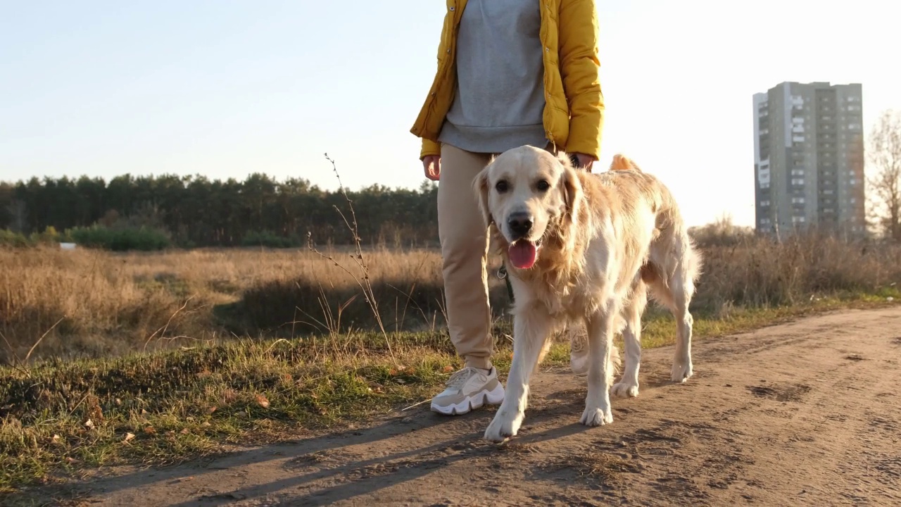 女孩带着金毛猎犬视频素材