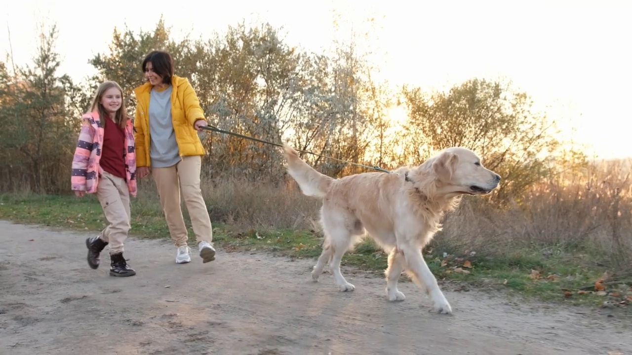 家庭与黄金寻回犬视频素材