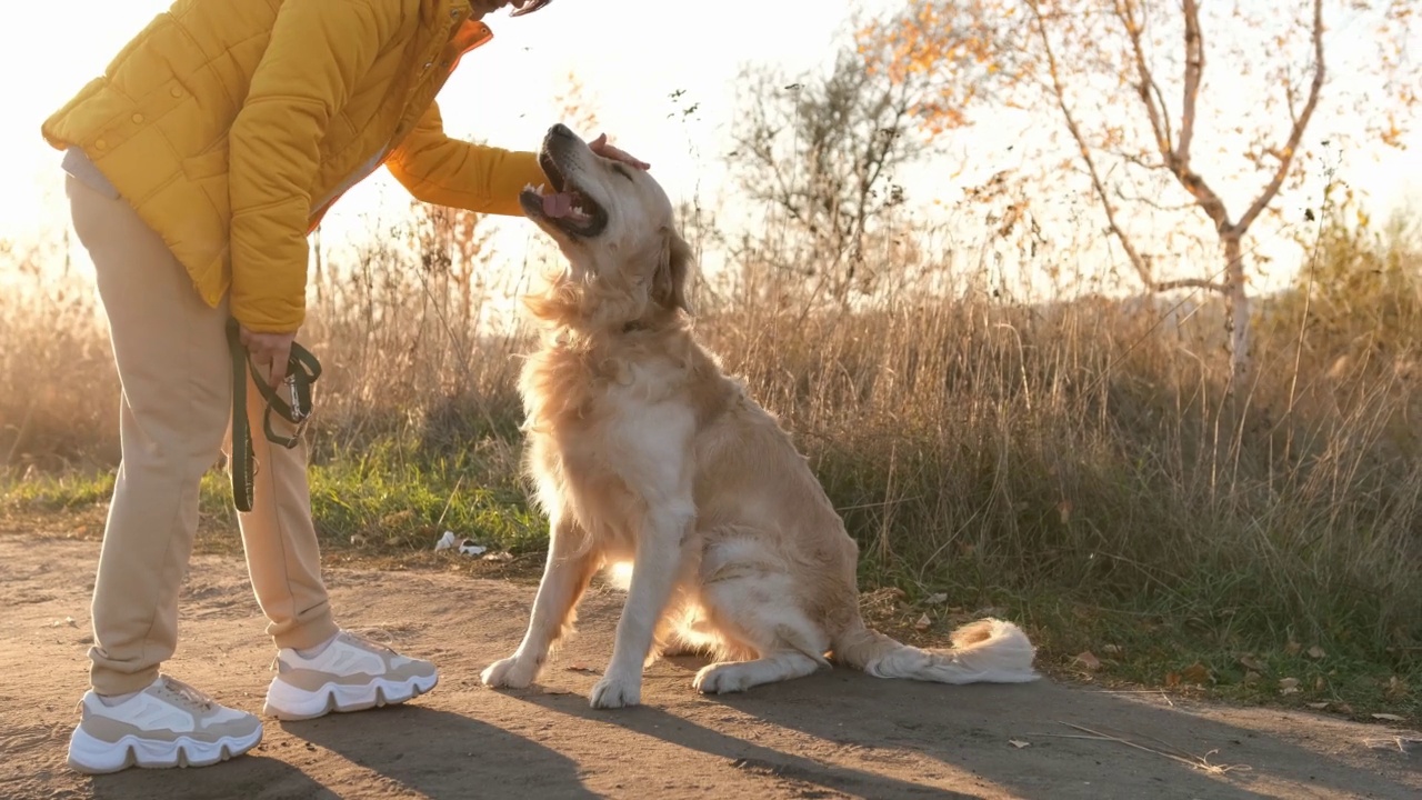 女孩带着金毛猎犬视频素材