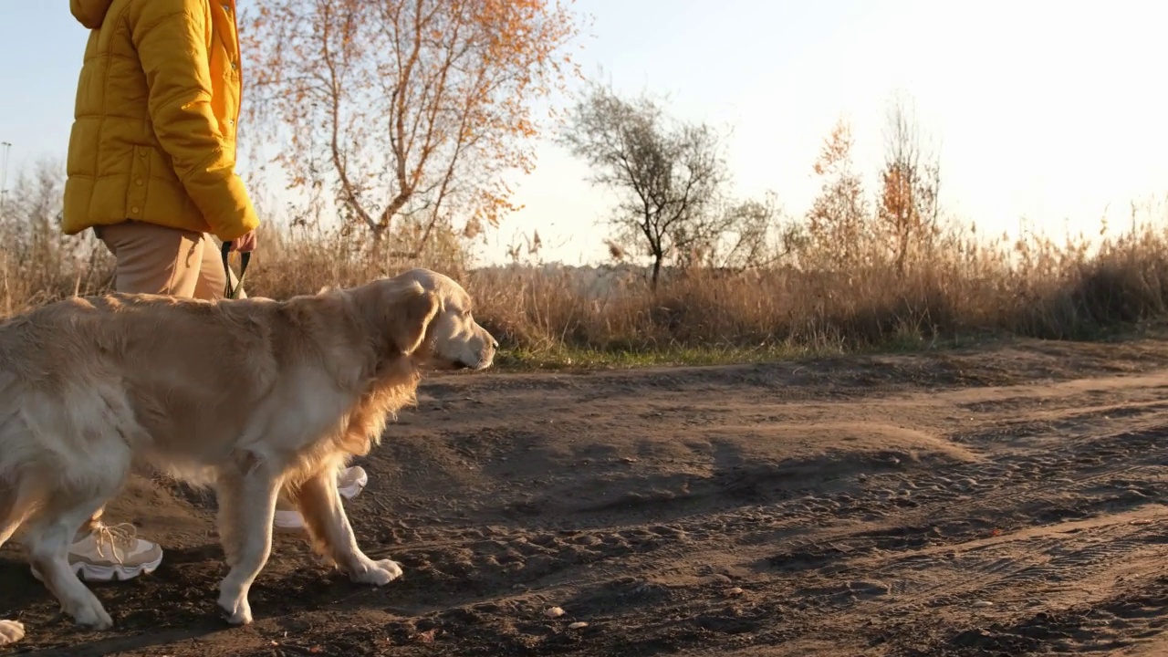 女孩带着金毛猎犬视频素材