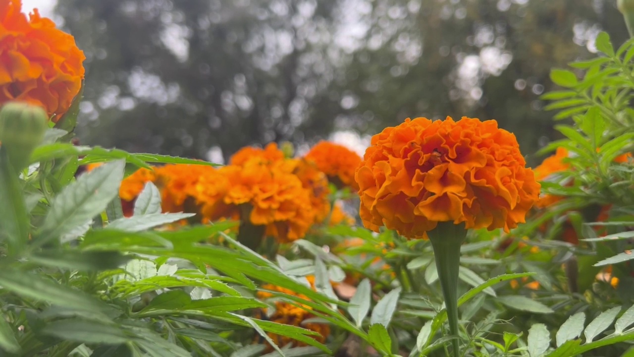 万寿菊花橙色万寿菊伞形。静态相机，风的运动。金盏花在风中摇曳。视频素材