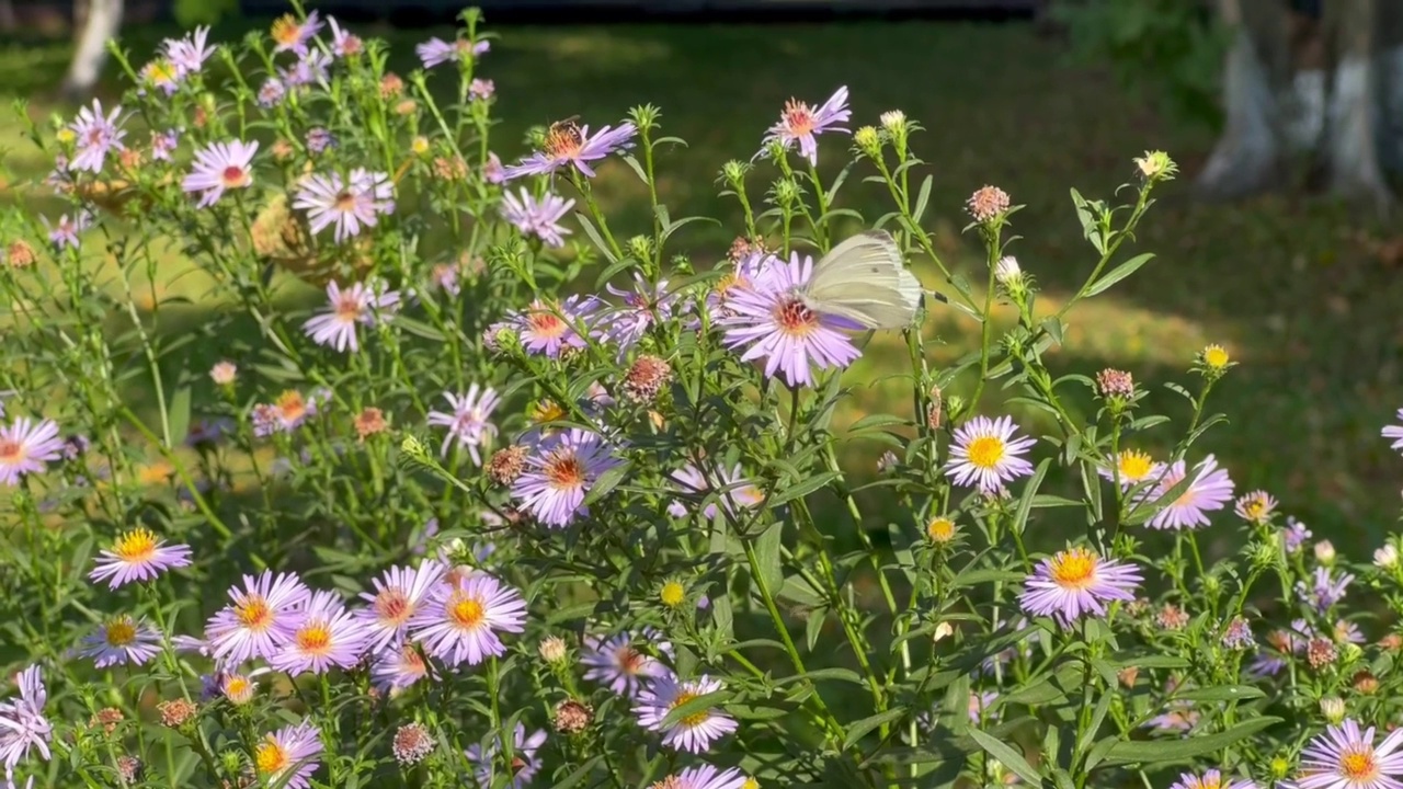 Aster alpinus。野生的粉红色的花和草和飞舞的白色蝴蝶在花和花采集花蜜，阳光明媚的夏天，乡村的风景。视频素材