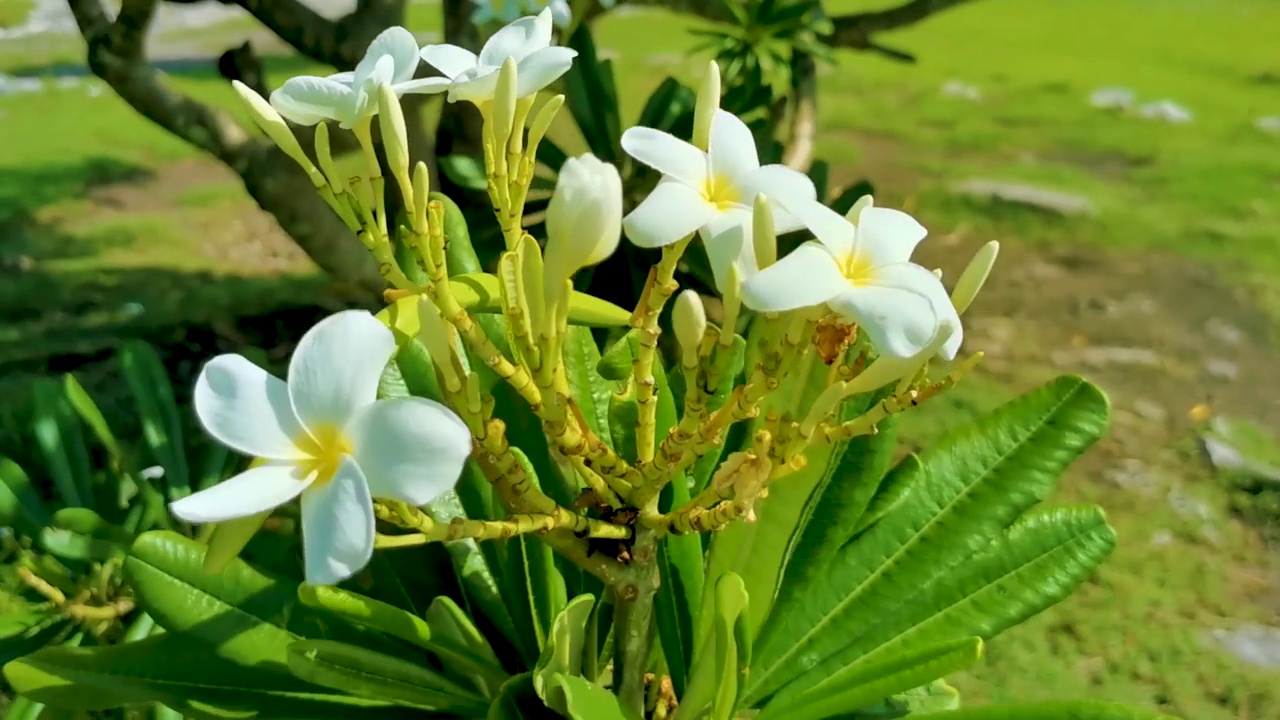 墨西哥的鸡蛋花灌木，开白色和黄色的花。视频素材