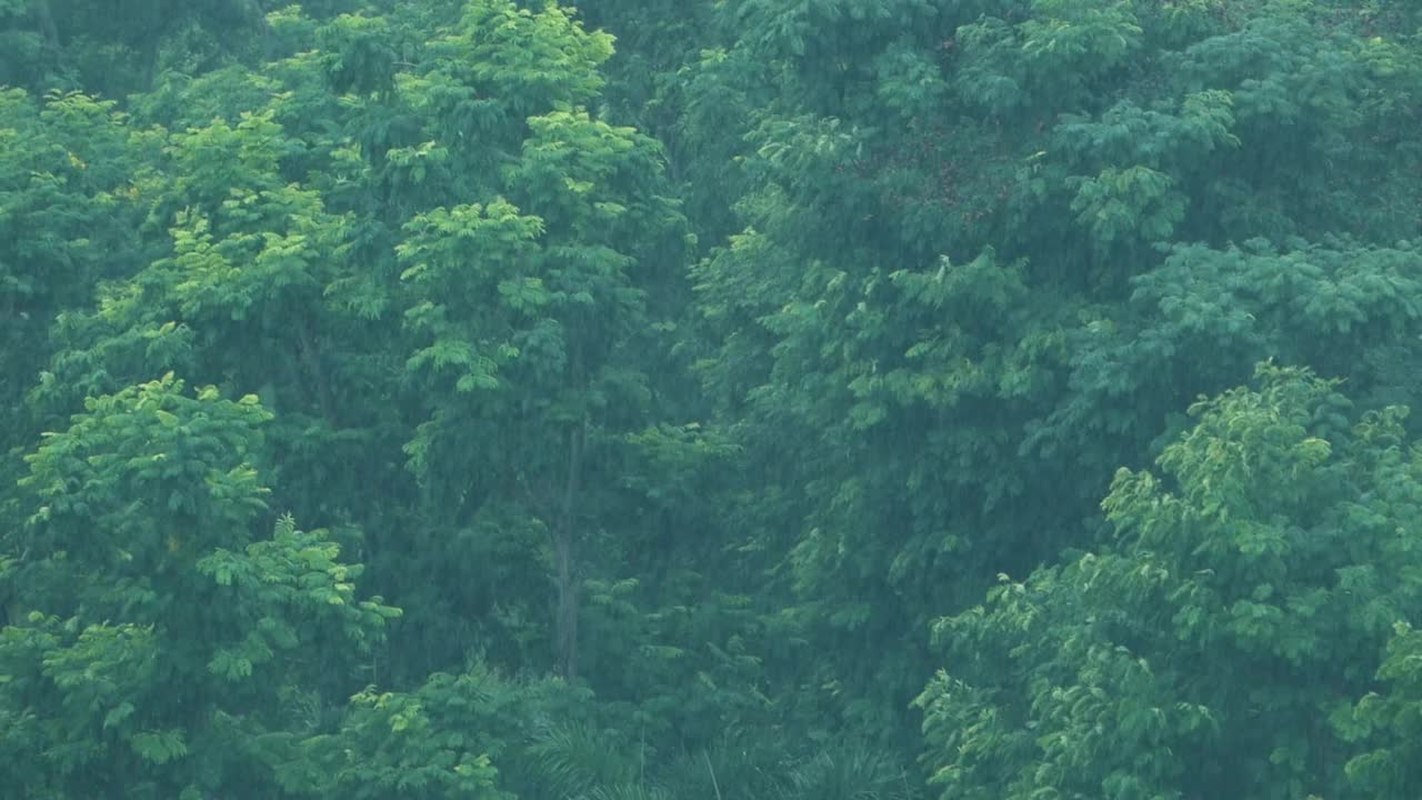 雨天在树枝上，视频素材