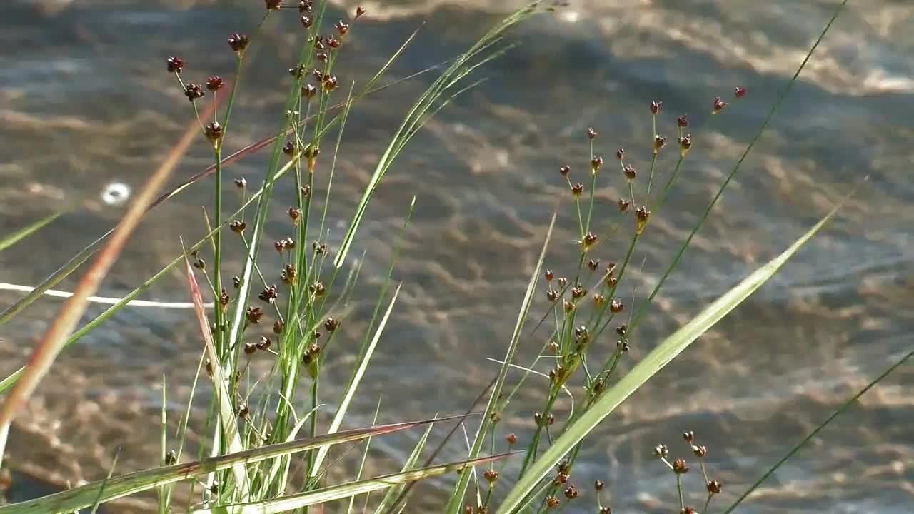 沙质河岸长满了草。视频素材