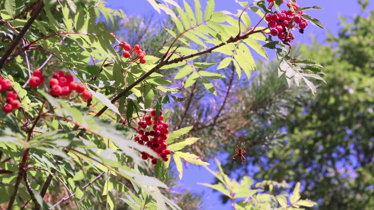 放大，一只蜘蛛从一棵结着明亮浆果的罗文树枝上下来，森林景观映衬着美丽的天空。视频素材