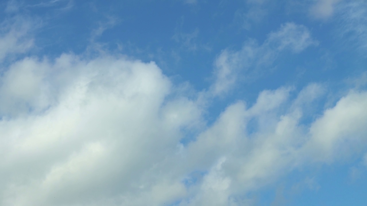 甲虫和苍蝇在云雾缭绕的天空背景下飞翔，野生的生命视频素材