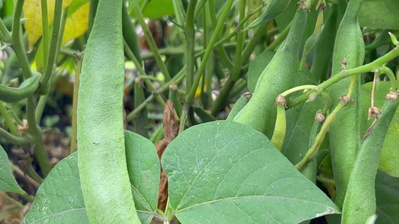 花园里的绿豆荚。农村蔬菜的夏收。视频素材