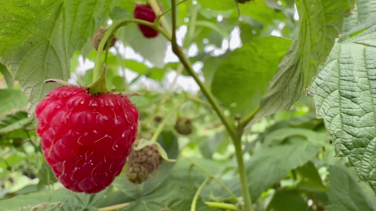 绿色背景的树枝上多汁的覆盆子。视频素材