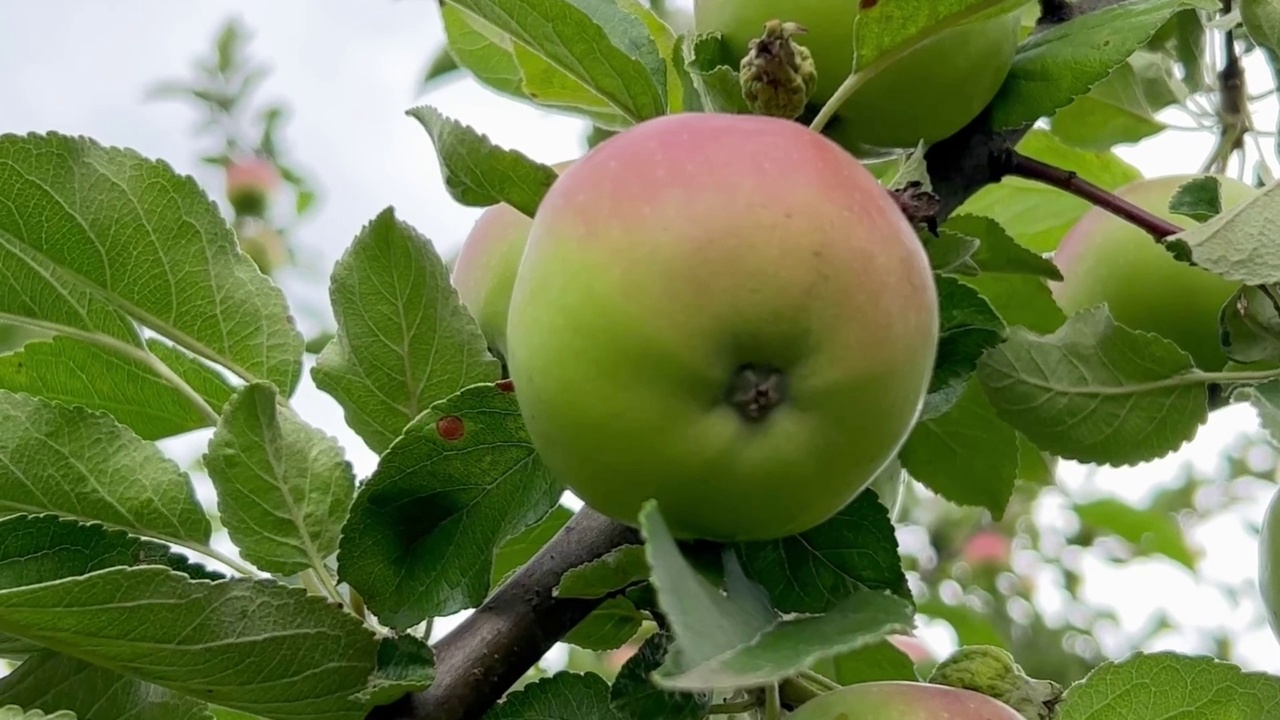 树枝上的青苹果。秋天在花园里收获水果。视频素材