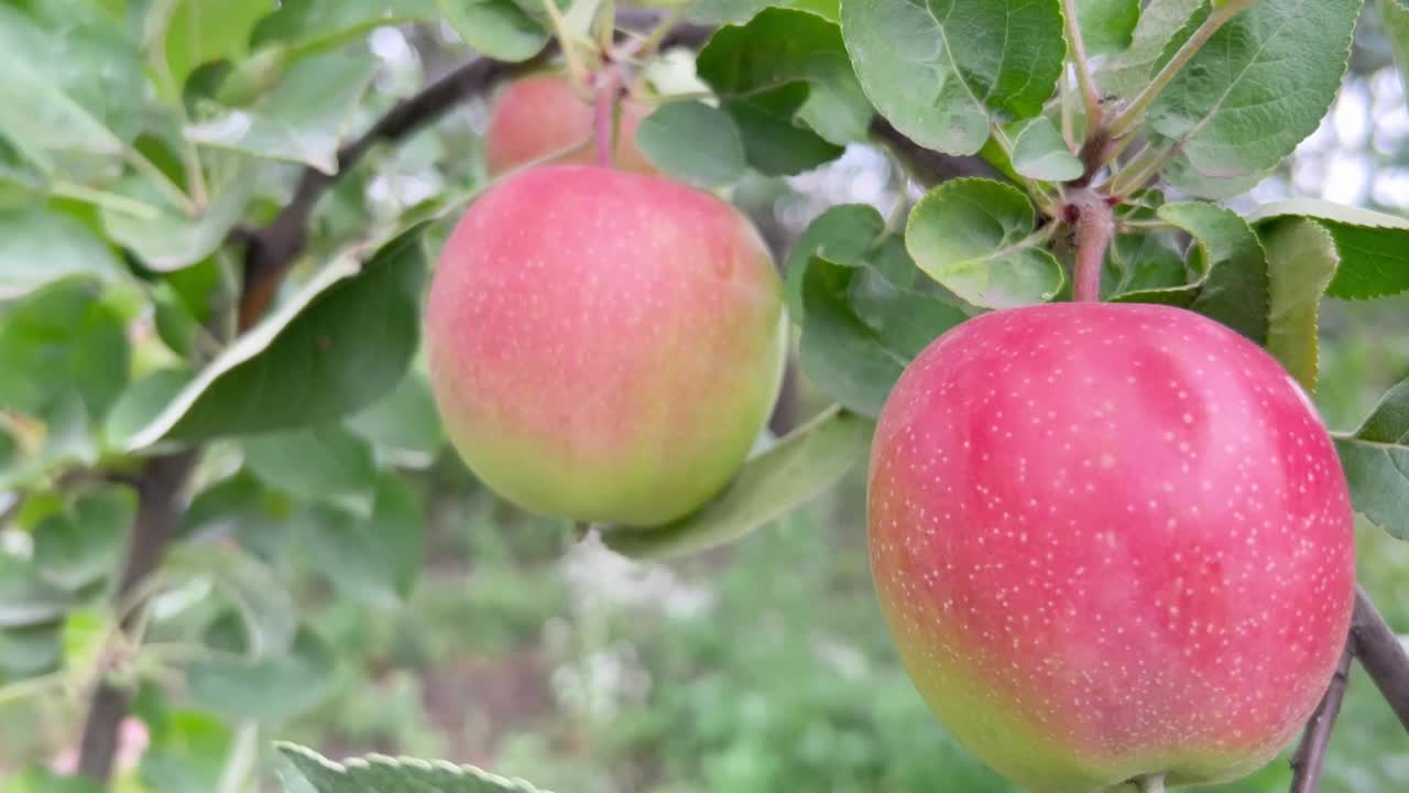 苹果园里准备收割的新鲜多汁的苹果。视频素材