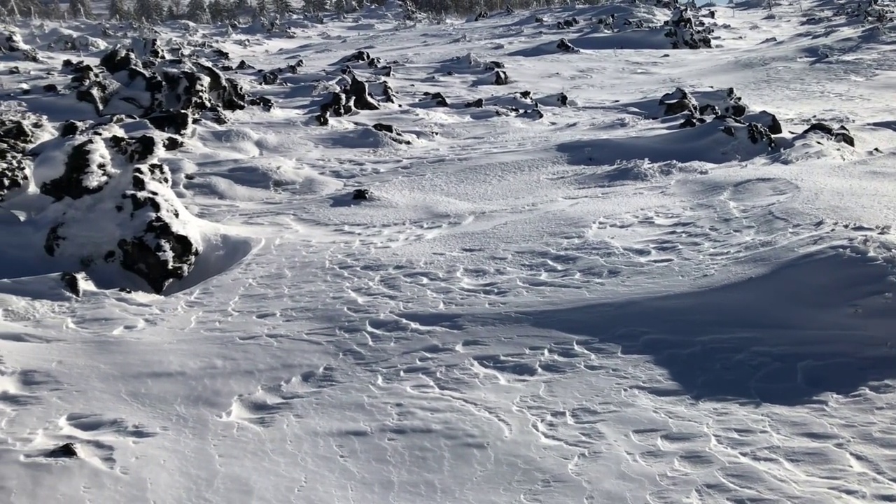 八杉竹的风雪和冰点以下的雪视频素材