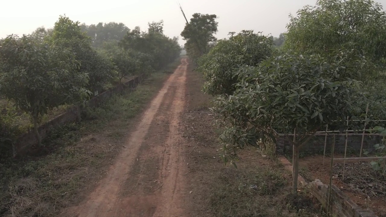 泥泞的道路和树木视频素材