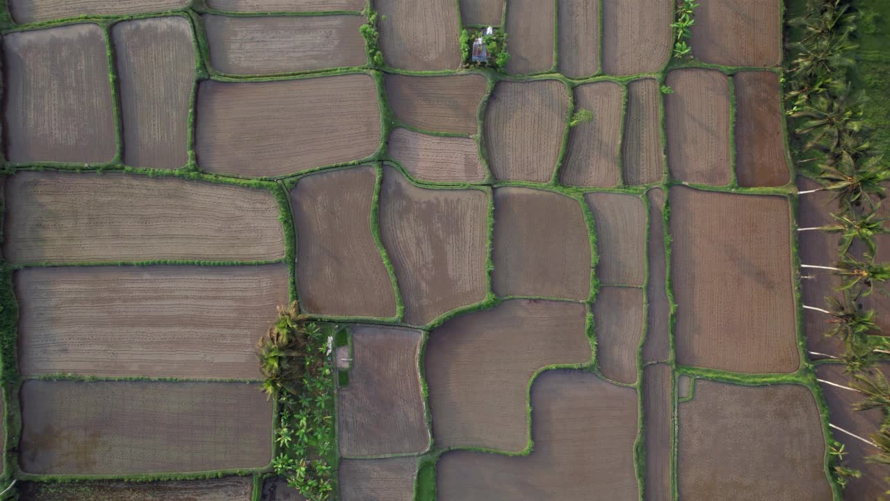 从高空拍摄的新种植水稻的湿田视频素材