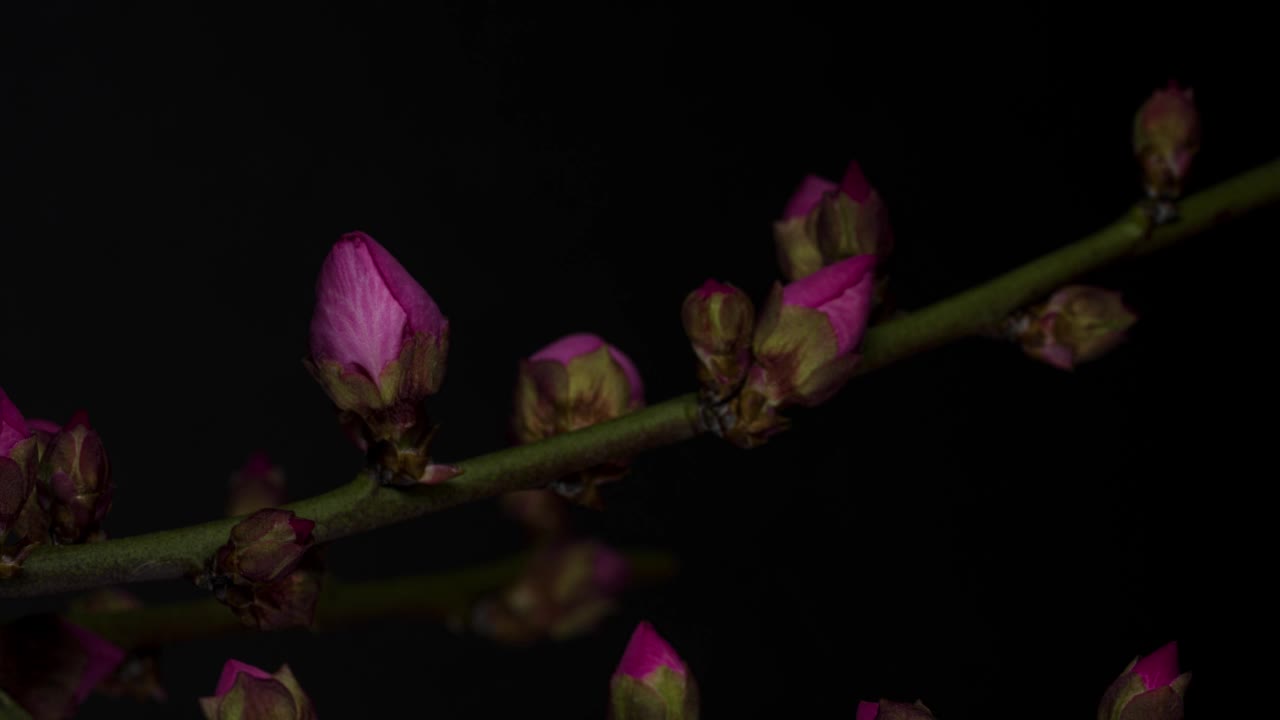 4K延时拍摄的粉色梅花，因为他们转身和开花。视频素材