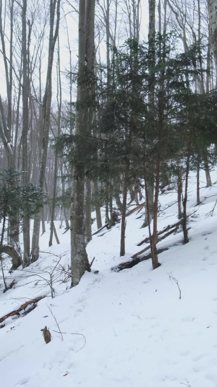 森林里的雪。视频素材