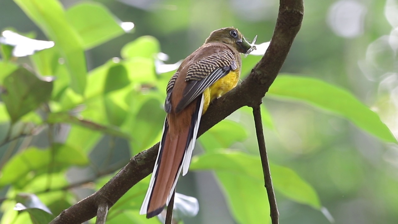 红头龙鸟(Harpactes erythrocephalus)在丛林里的树枝上寻找食物视频素材