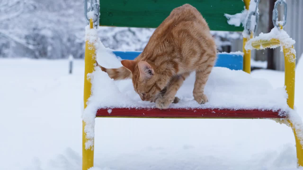 红雪猫。视频素材