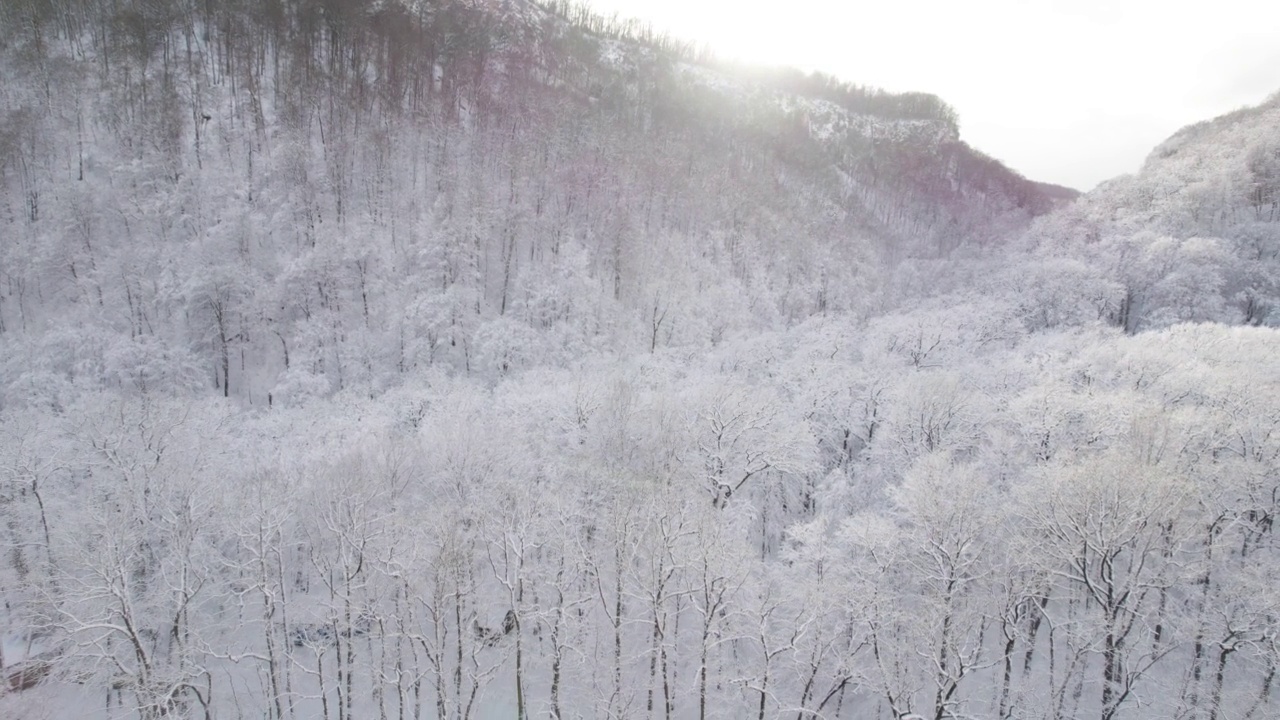 从上到下鸟瞰白雪覆盖的森林和结霜的树顶。飞越结冰的冬季森林，树木被雪覆盖。冬天的针叶林。视频下载