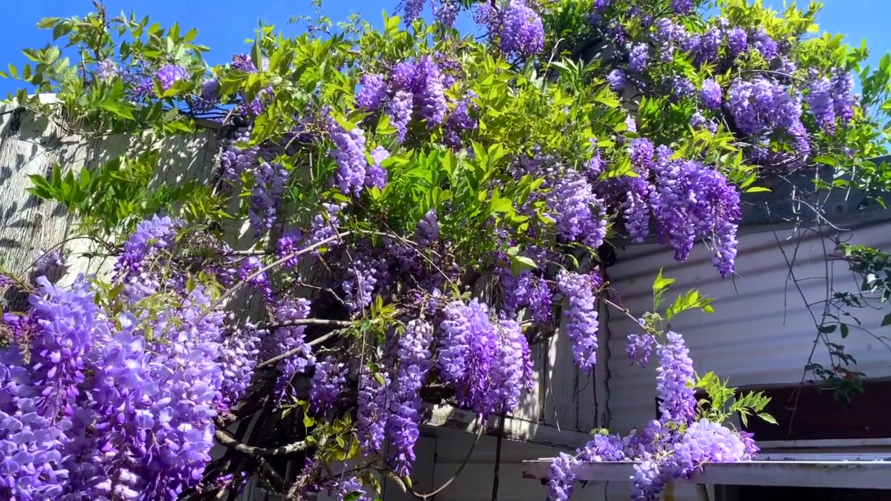 紫色的紫藤葡萄树视频素材