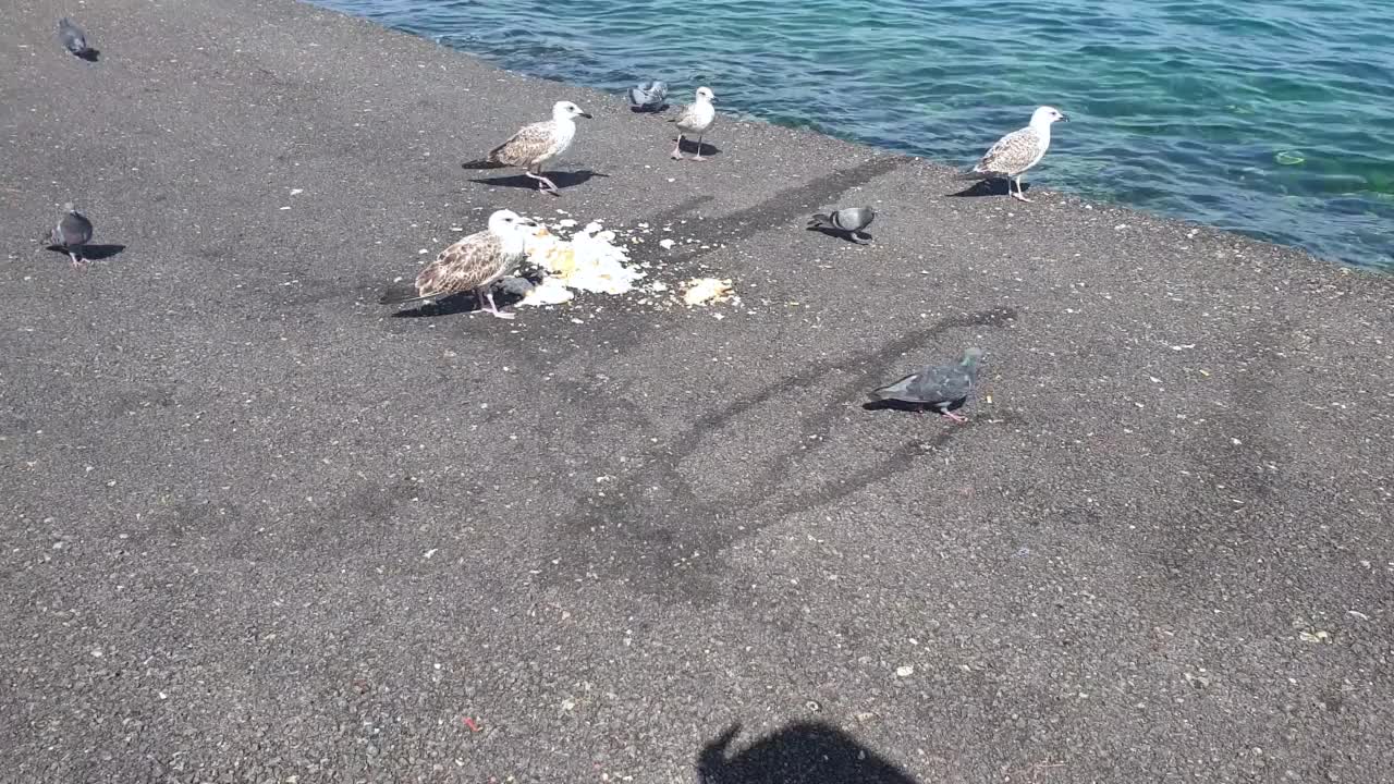 鸽子和海鸥吃面包视频素材