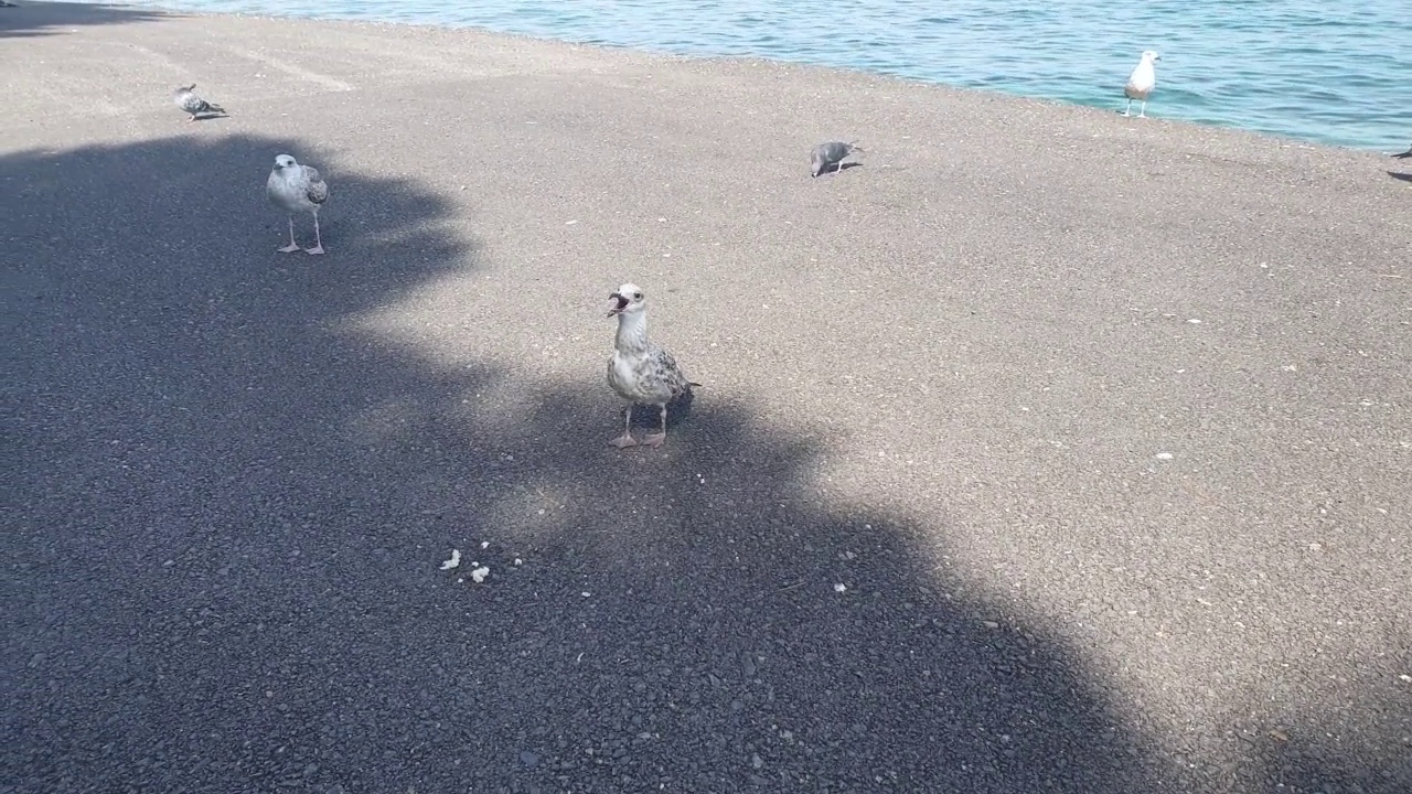 鸽子和海鸥吃面包视频素材