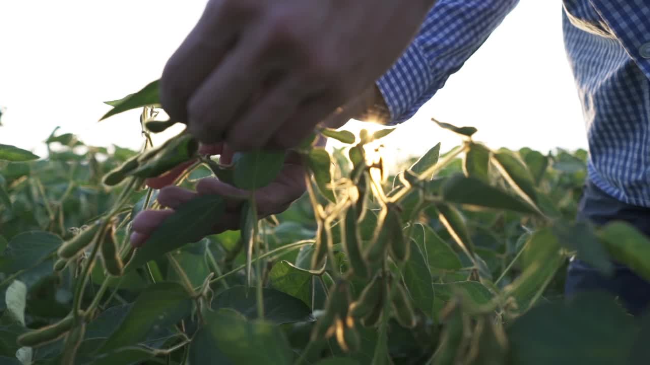 男性农学家在耕地中检查大豆植株视频素材