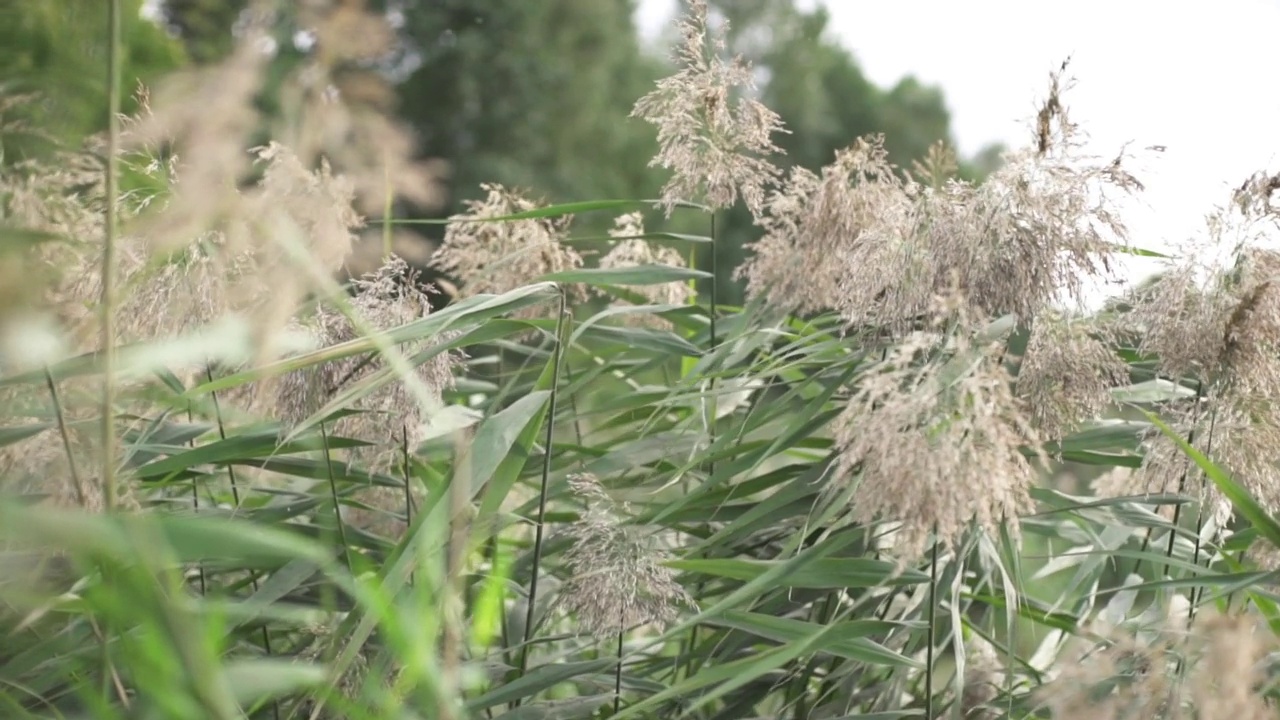 芦苇在风和阳光下摇曳。视频素材