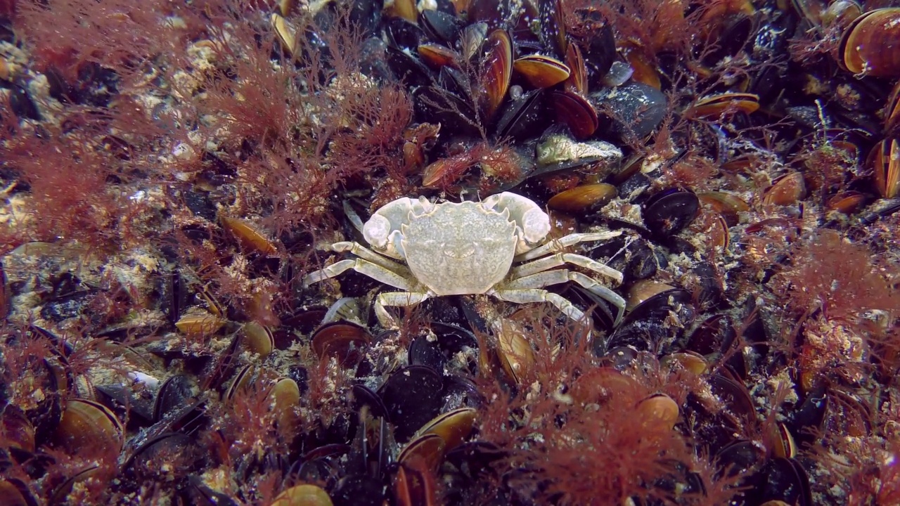 海底的地中海蟹。视频素材