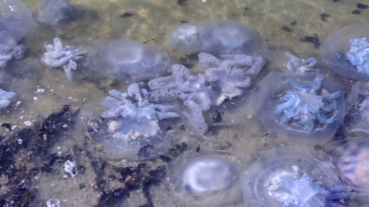 海浪里有很多死桶水母。视频素材