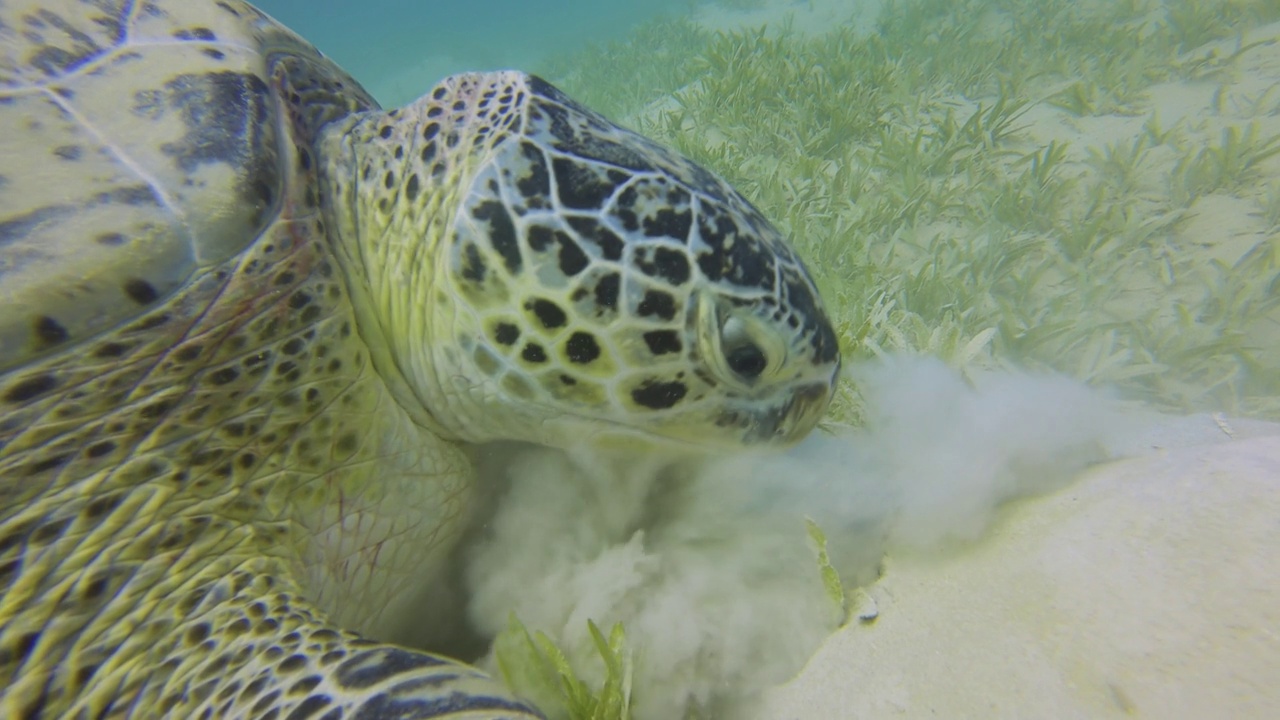 绿海龟在沙质海床上进食的特写视频下载