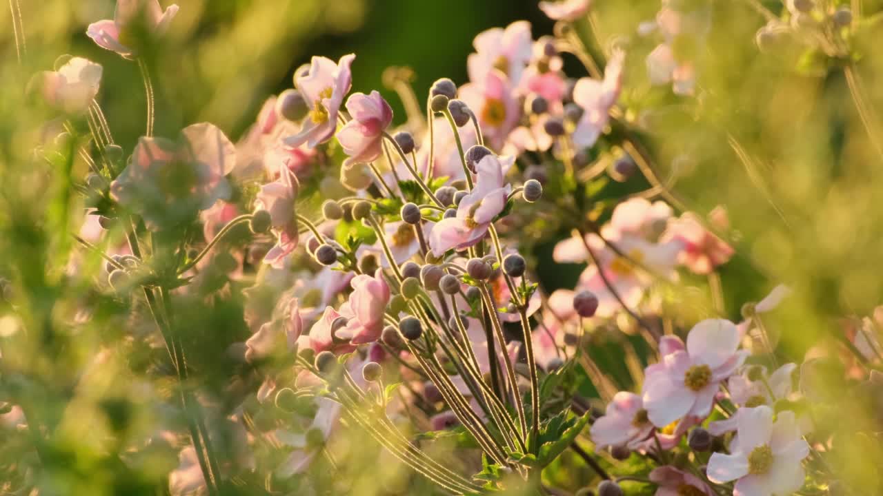 海葵粳稻。自然背景。粉红色的日本银莲花在阳光下盛开的户外视频素材