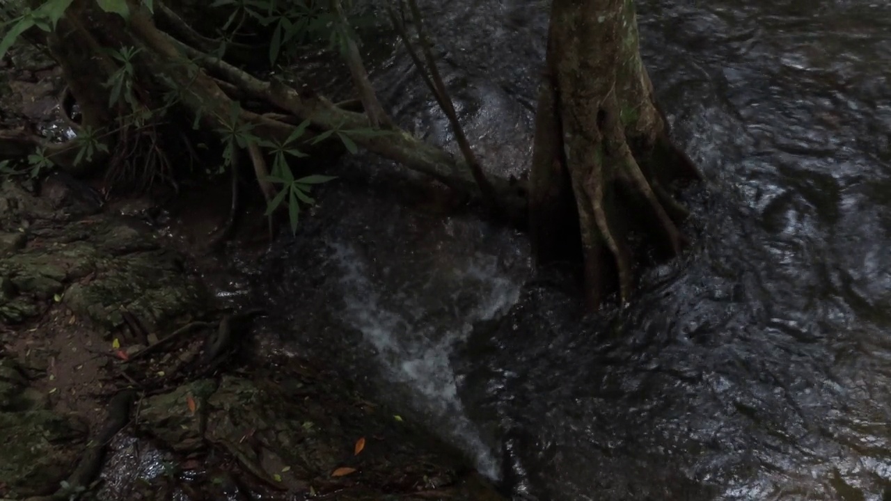 在雨林中流动的溪水视频素材