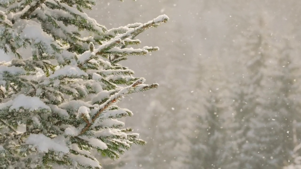 雪从冷杉树的树枝上落下，在缓慢的运动中经过了很好的摇晃视频素材