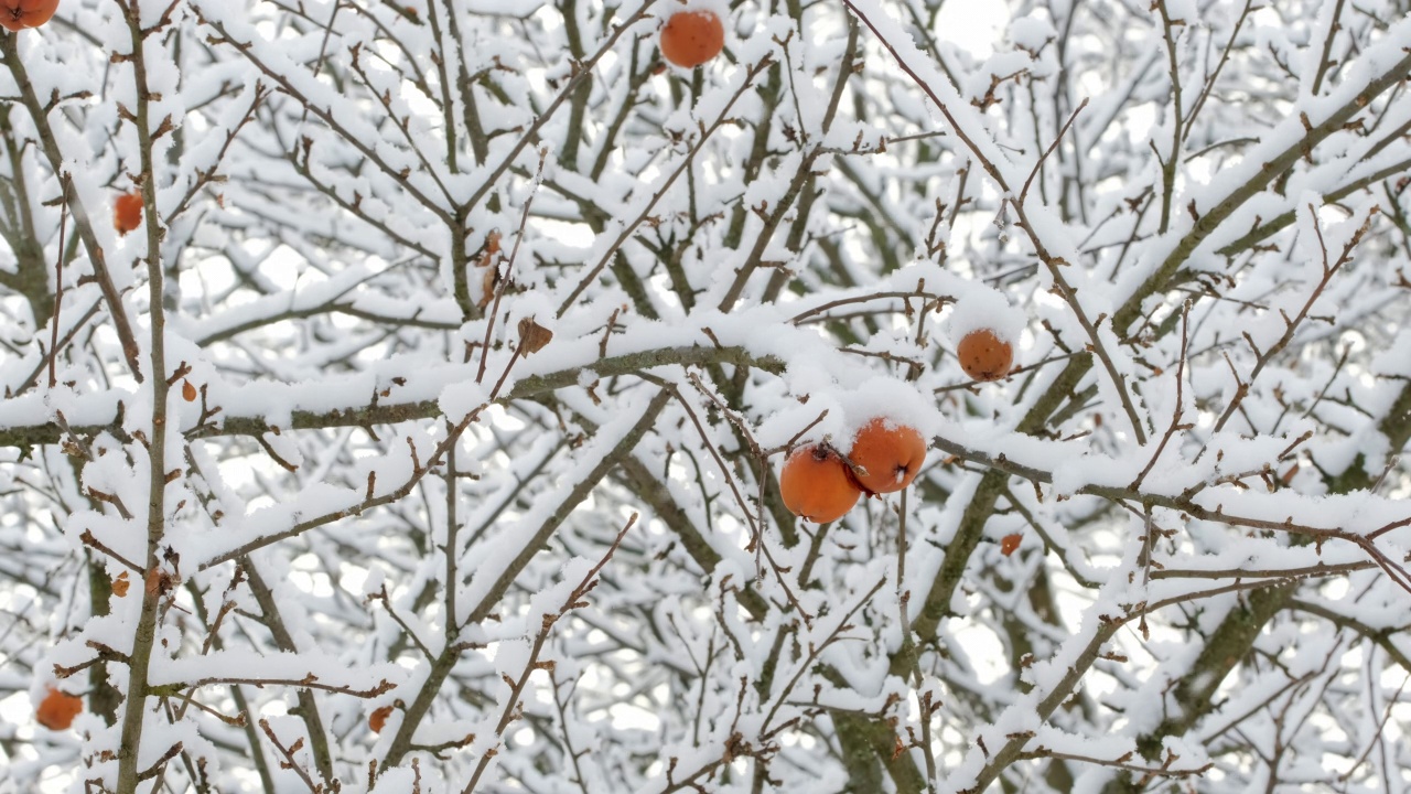 冬天没有叶子的树枝上的老苹果被雪覆盖视频素材