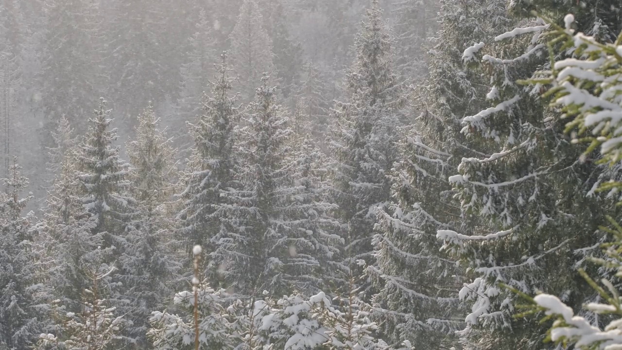 美丽的冬天景色，雪花慢慢飘落在枞树林中视频素材