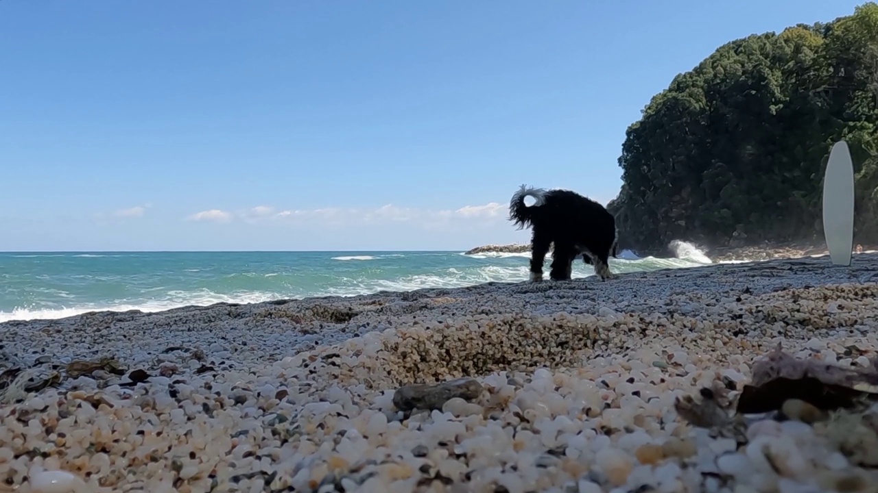 海滩上的流浪狗。视频素材