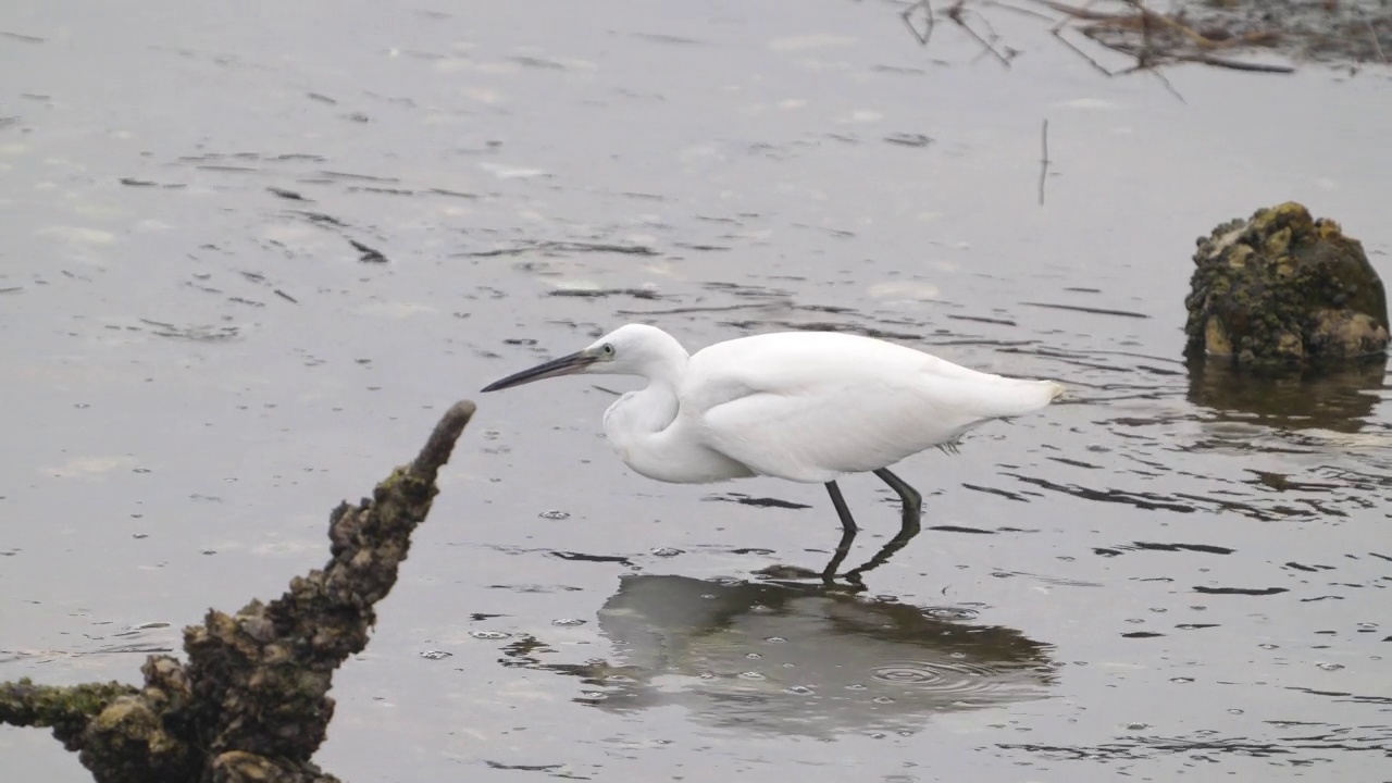 小白鹭(Egretta garzetta) /群山市，全北道，韩国视频素材