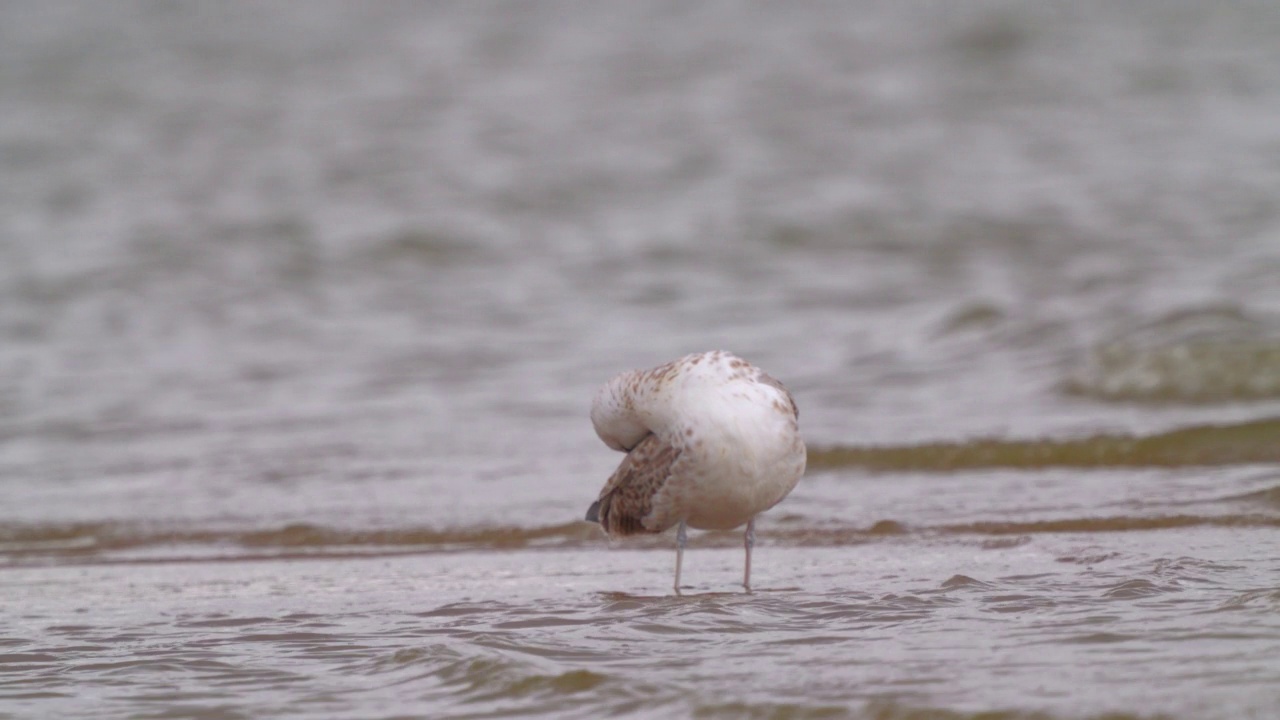 鸟——年轻的里海鸥(Larus cachinnans)在一个多云的秋日走在浅水里。视频素材